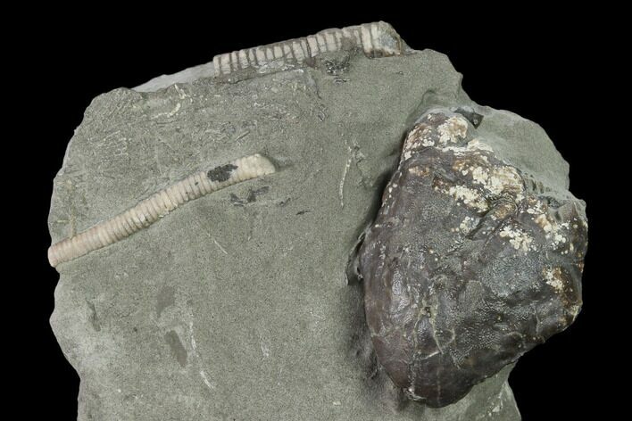 Gastropod (Platyceras) Fossil - Crawfordsville, Indiana #135550